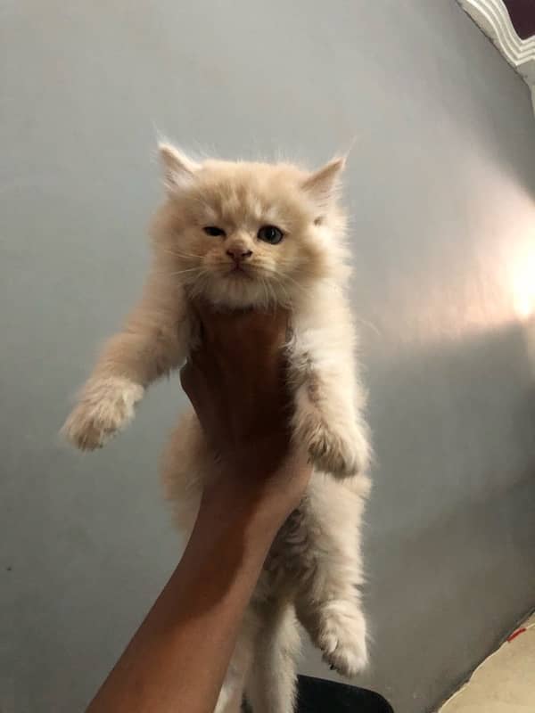 Persian triple coated kitten 1 month age semi brown colour 3