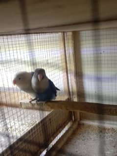 Love bird working pair split albino healthy and active breader pair