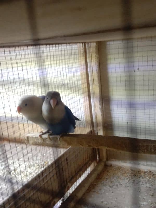 Love bird working pair split albino healthy and active breader pair 0