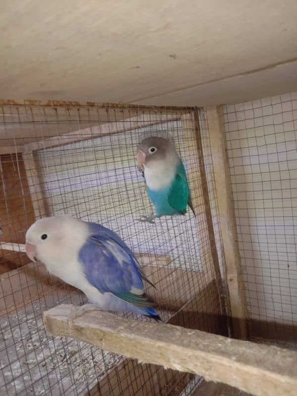 Love bird working pair split albino healthy and active breader pair 1