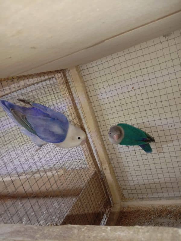 Love bird working pair split albino healthy and active breader pair 2