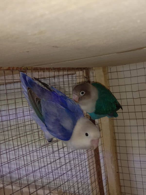 Love bird working pair split albino healthy and active breader pair 3