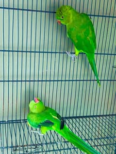 ringnk pair for sale female talktive