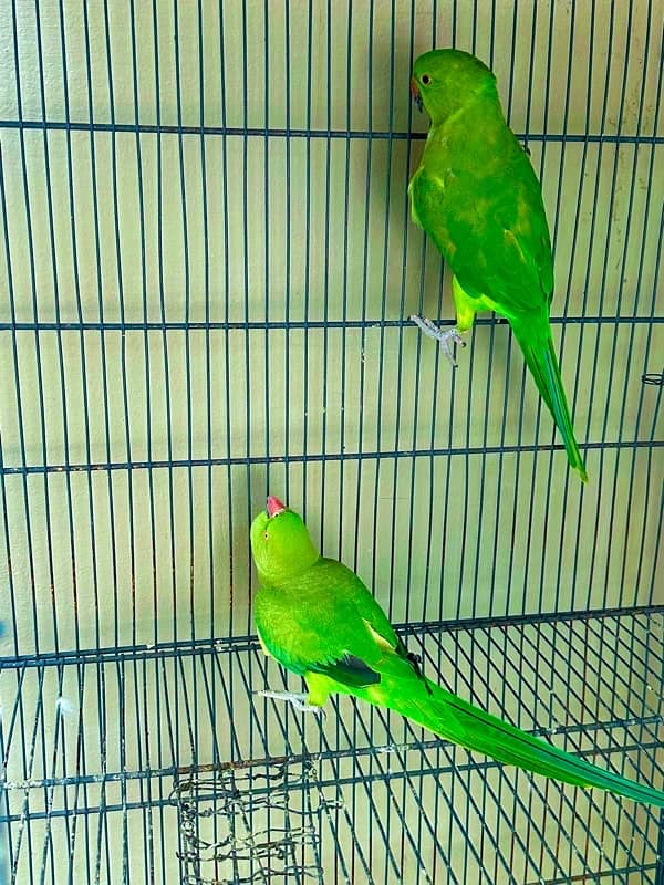 ringnk pair for sale female talktive 1