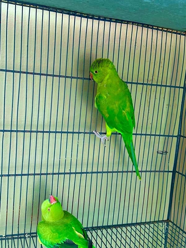 ringnk pair for sale female talktive 2