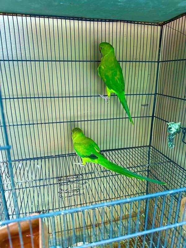 ringnk pair for sale female talktive 3