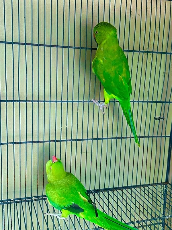 ringnk pair for sale female talktive 4