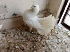 Fantail male pigeon