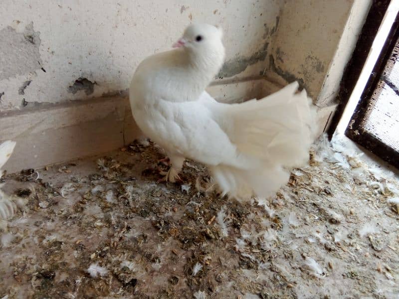 Fantail male pigeon 0