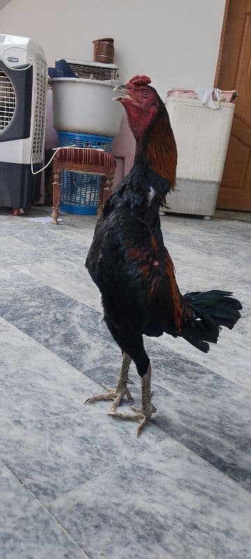 Thai Aseel Young Male, Thim Eyes, Black Legs, Pure Bloodline 3