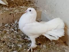 male pigeon for sale