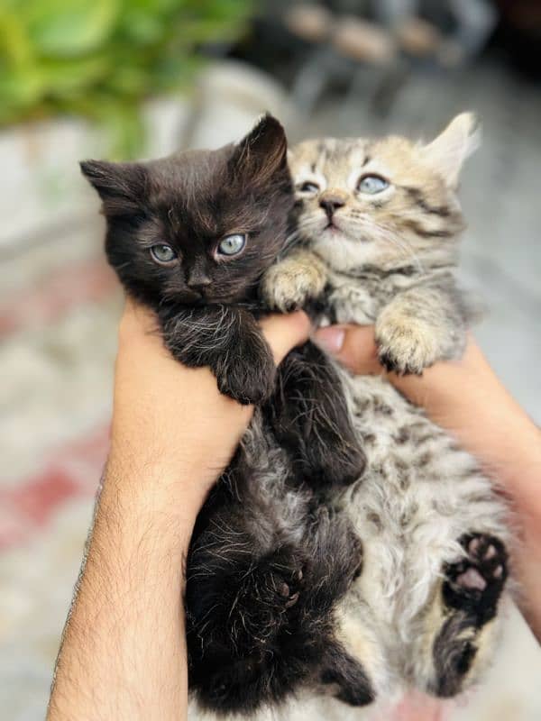 SIBERIAN CAT PAIR 0