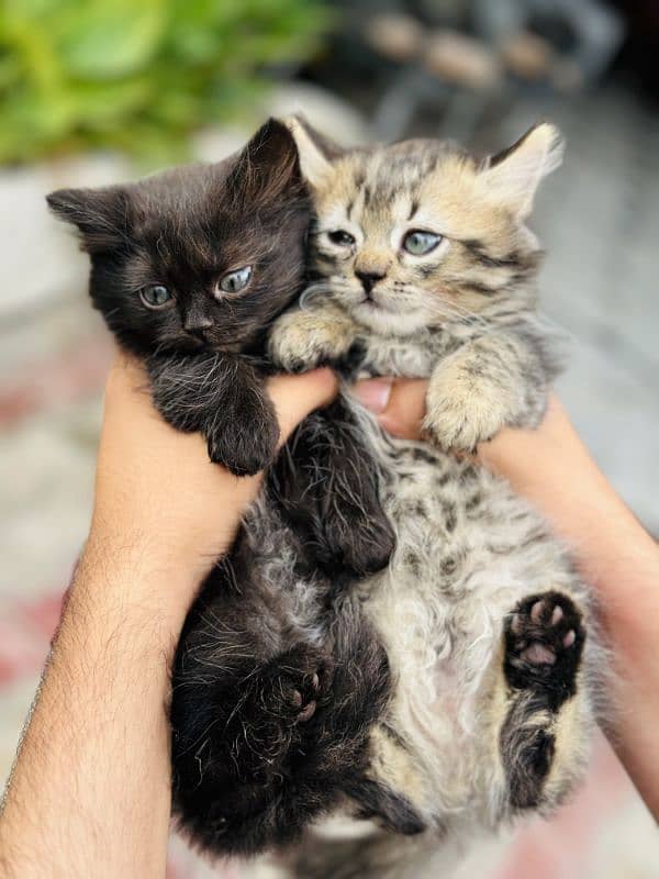 SIBERIAN CAT PAIR 4