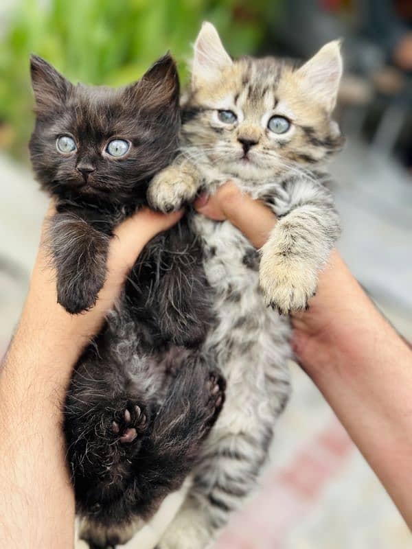 SIBERIAN CAT PAIR 5