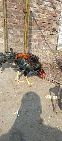 aseel cross male for sale contact,:03214892156