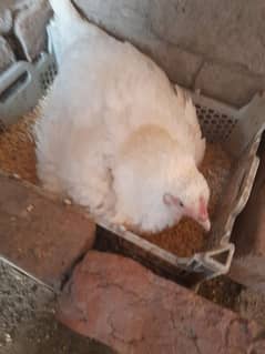 top quality white Heera Aseel kurak female 0/3/0/0/9/4/0/2/9/4/0