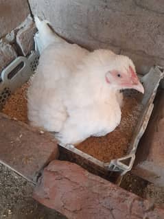 top quality white Heera Aseel kurak female 0/3/0/0/9/4/0/2/9/4/0