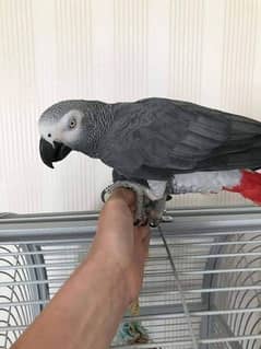 African grey parrot male chik 03262134833