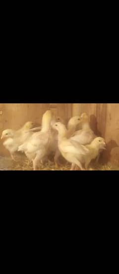 Heera Chicks long Height white Assel Chicks