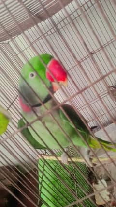 pahari parrot