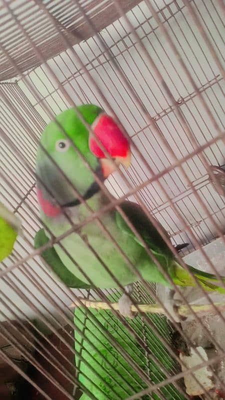 pahari parrot 0