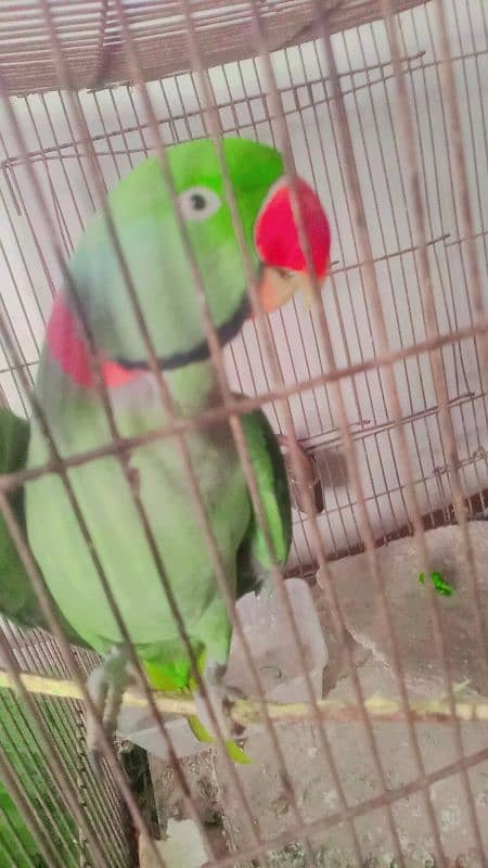 pahari parrot 1