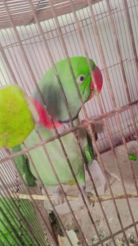 pahari parrot 2