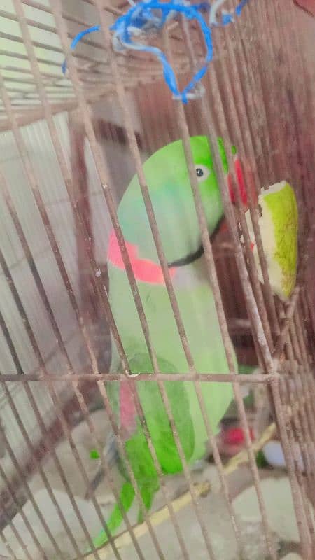 pahari parrot 3