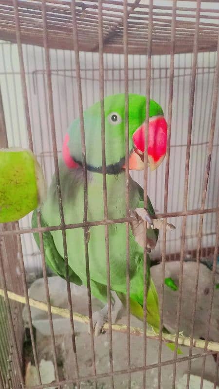 pahari parrot 4