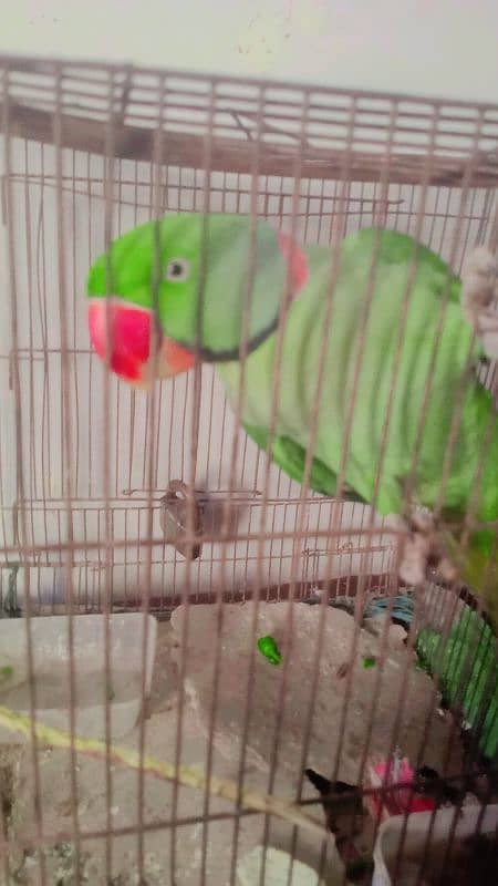 pahari parrot 5