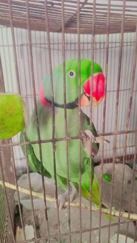 pahari parrot 6