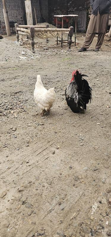 fanncy hen for sale 03118033402 0