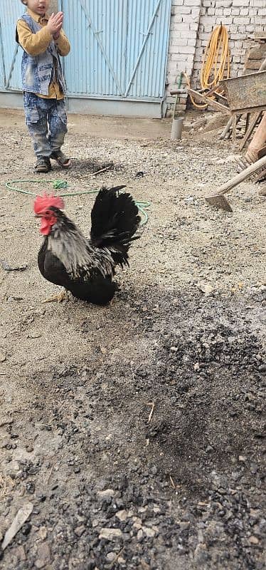 fanncy hen for sale 03118033402 2