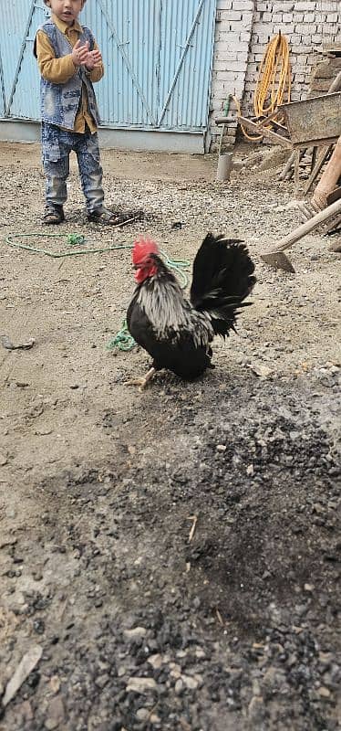 fanncy hen for sale 03118033402 3