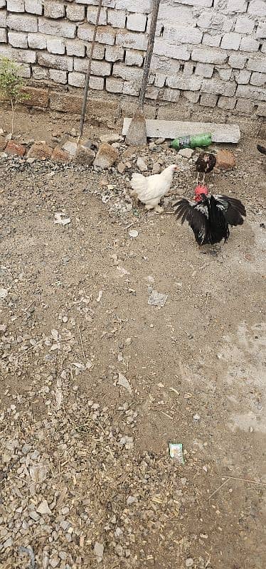 fanncy hen for sale 03118033402 4