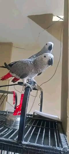 African grey parrot