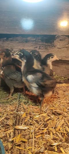 lassani amroha lakha heery all chicks available