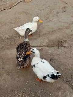 ducks