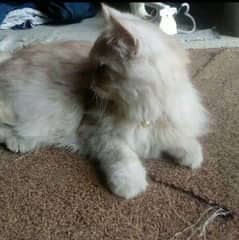 persian cat female pregnant cofrm punch male sy cross hui ha