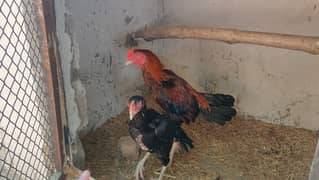 amroha lassani lakha heery peely chicks available