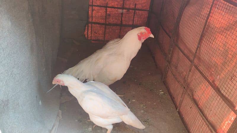 amroha lassani lakha heery peely chicks available 1