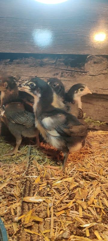 amroha lassani lakha heery peely chicks available 2