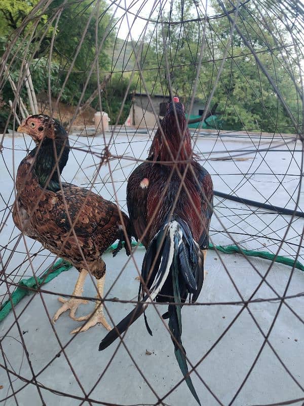 amroha lassani lakha heery peely chicks available 10