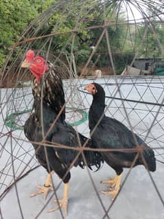 amroha lassani lakha heery peely chicks available