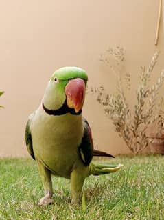 kashmiri Pahari parrot