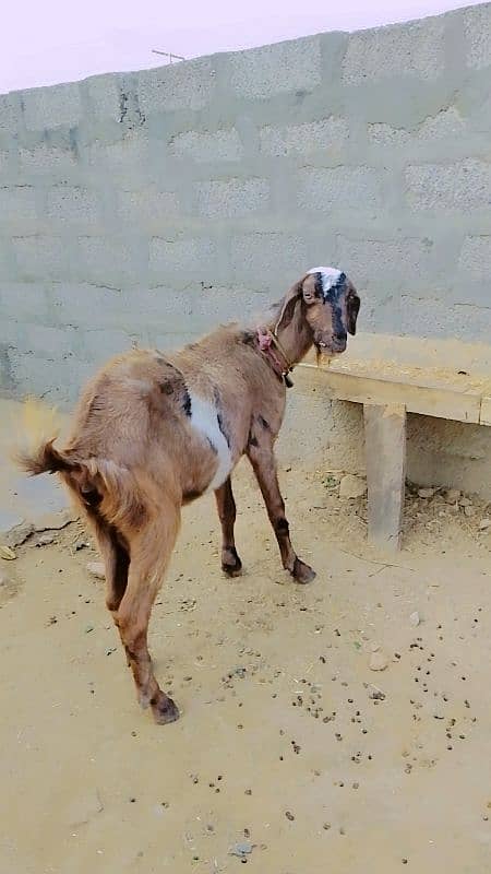 urgent sale pargent bakri 0