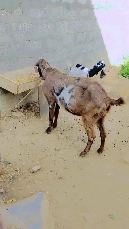 urgent sale pargent bakri 1