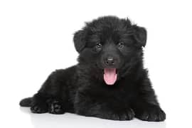 black German shepherd long coat Female puppy