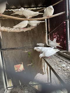 White Khumray | Red Eyes | Dove | Adult Pairs