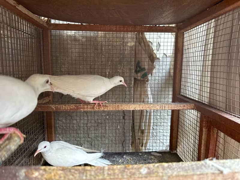 White Khumray | Red Eyes | Dove | Adult Pairs 1